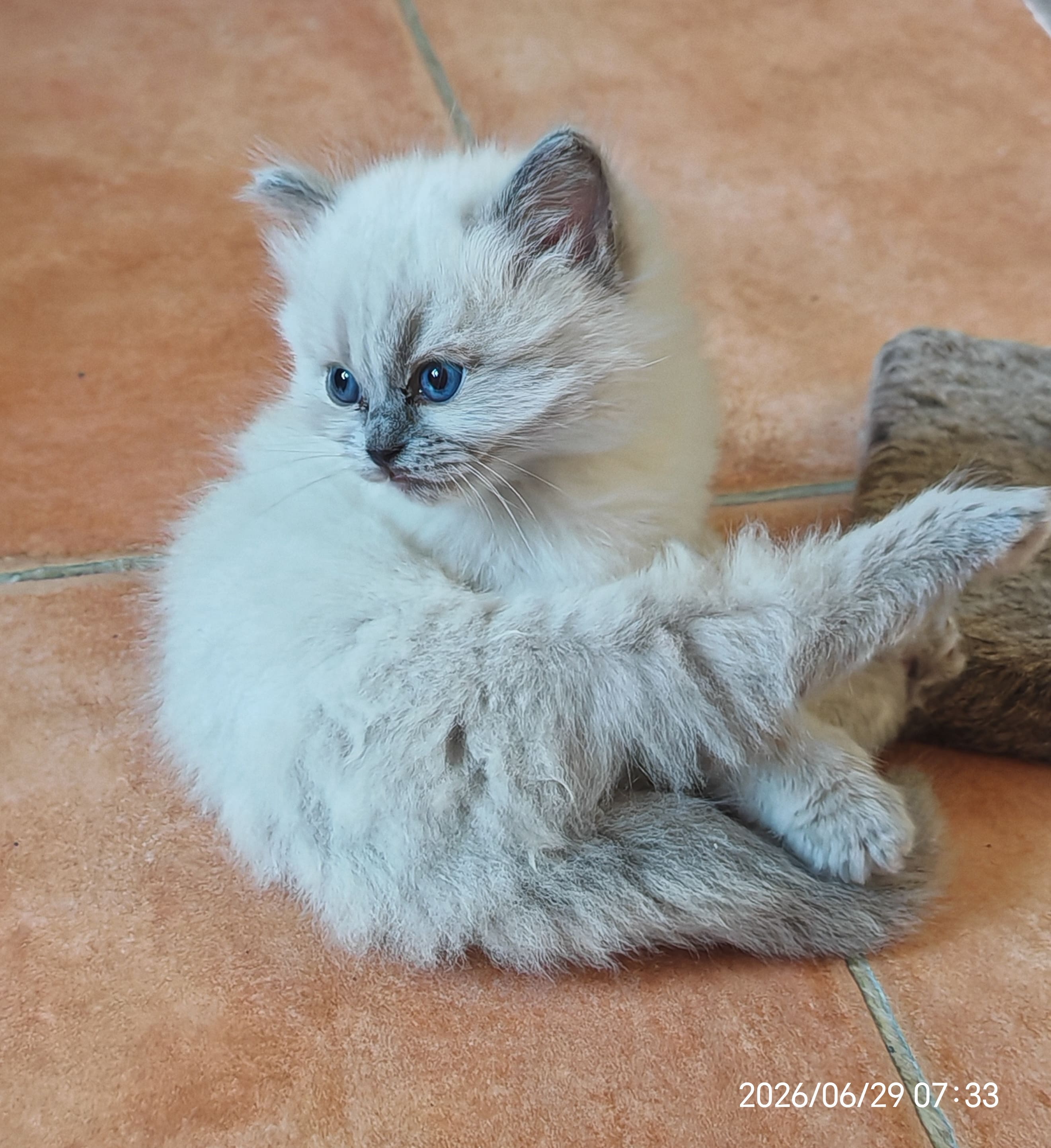 Bamba